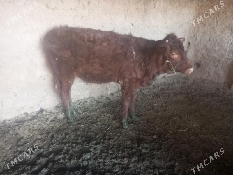 tuwe - Бабадайхан - img 2