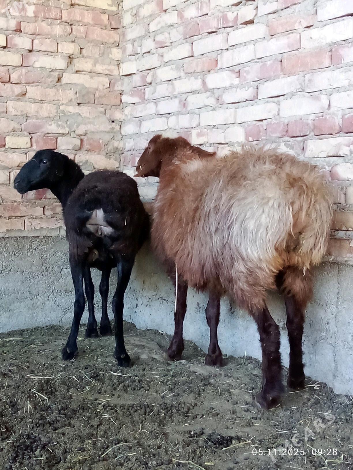 Gissar Goýunlar Gurat 2 sanak - Гёкдепе - img 10