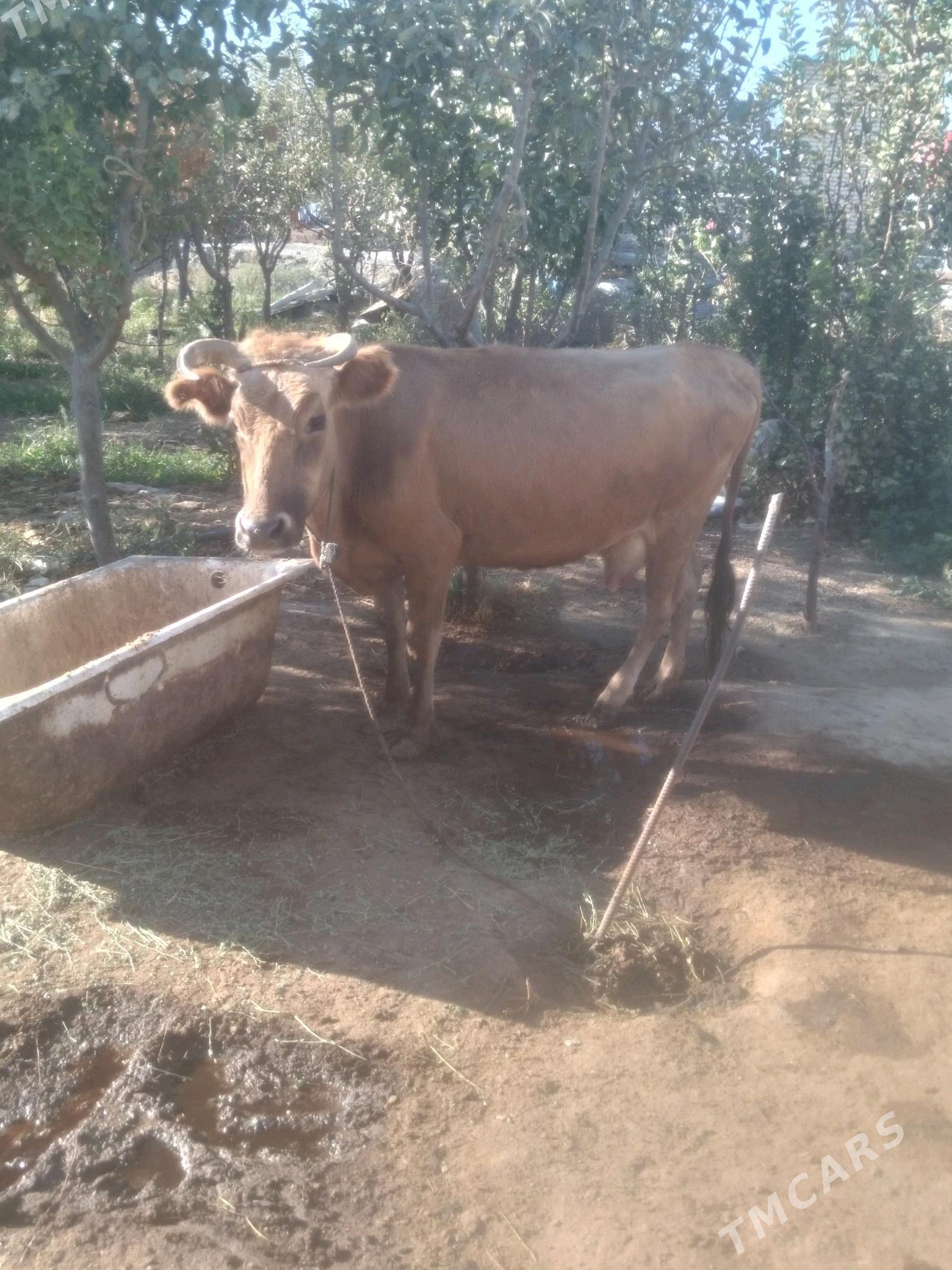 GYSYR SYGYR - Bäherden - img 1