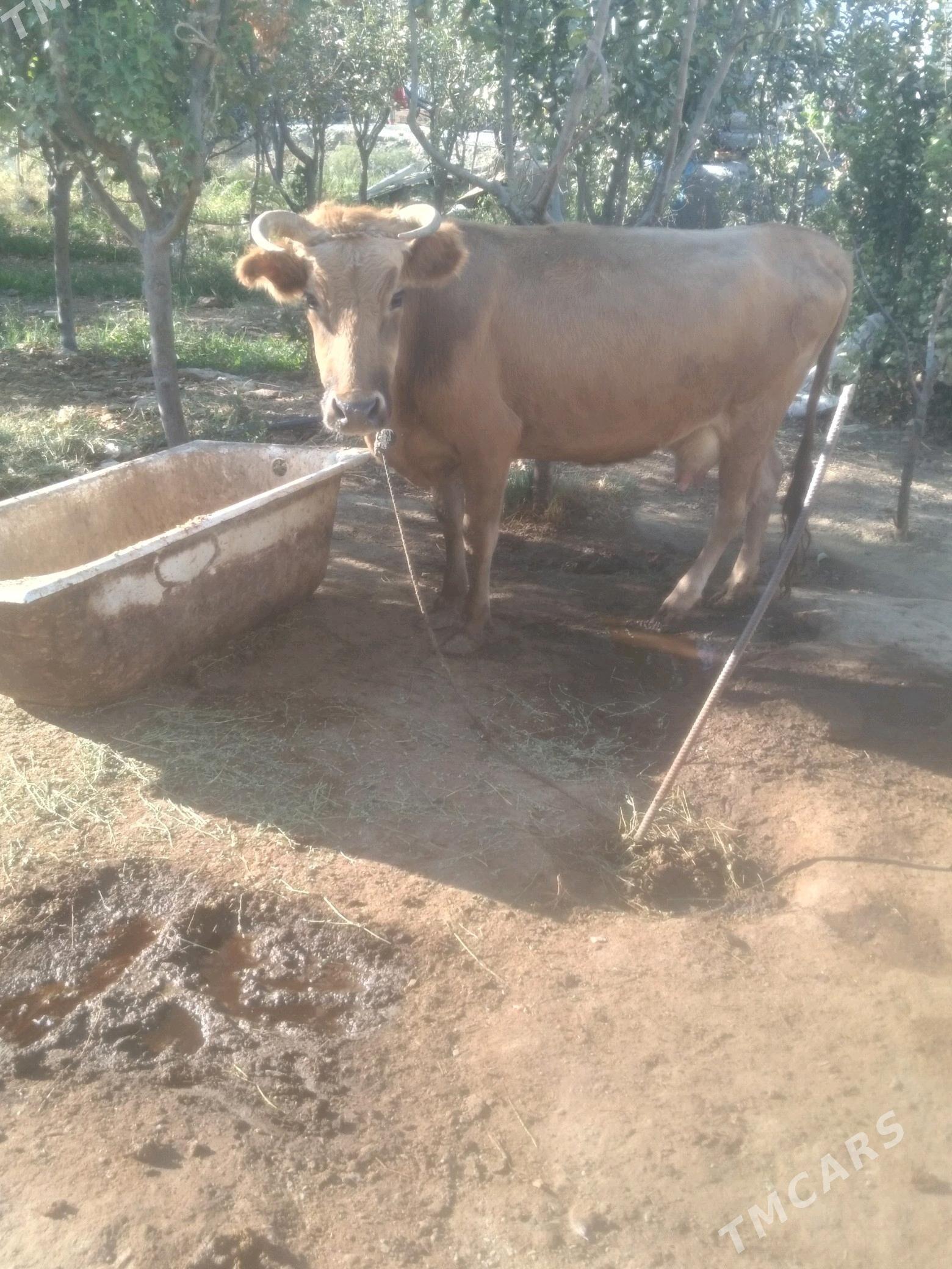 GYSYR SYGYR - Bäherden - img 2