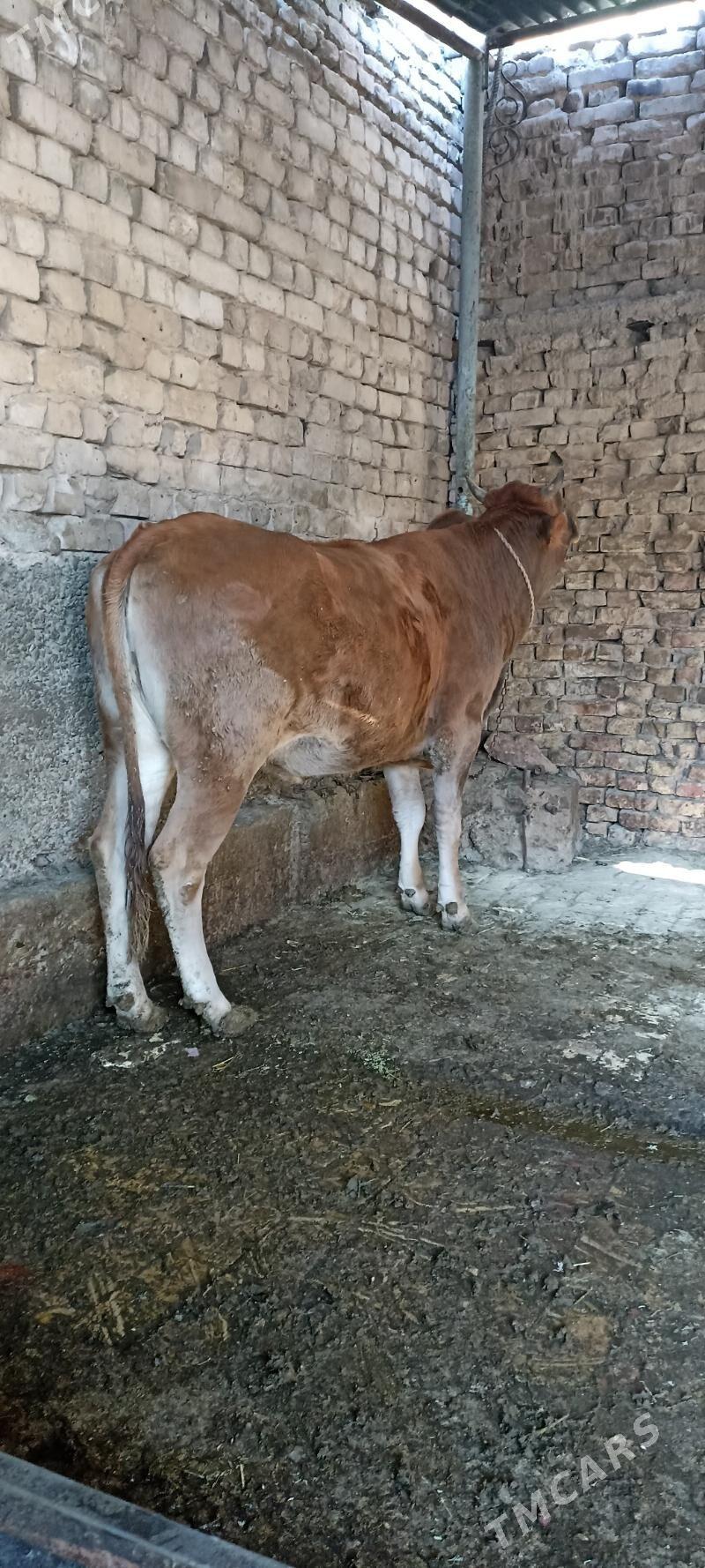 bakylgy tuwe - Hitrowka - img 2