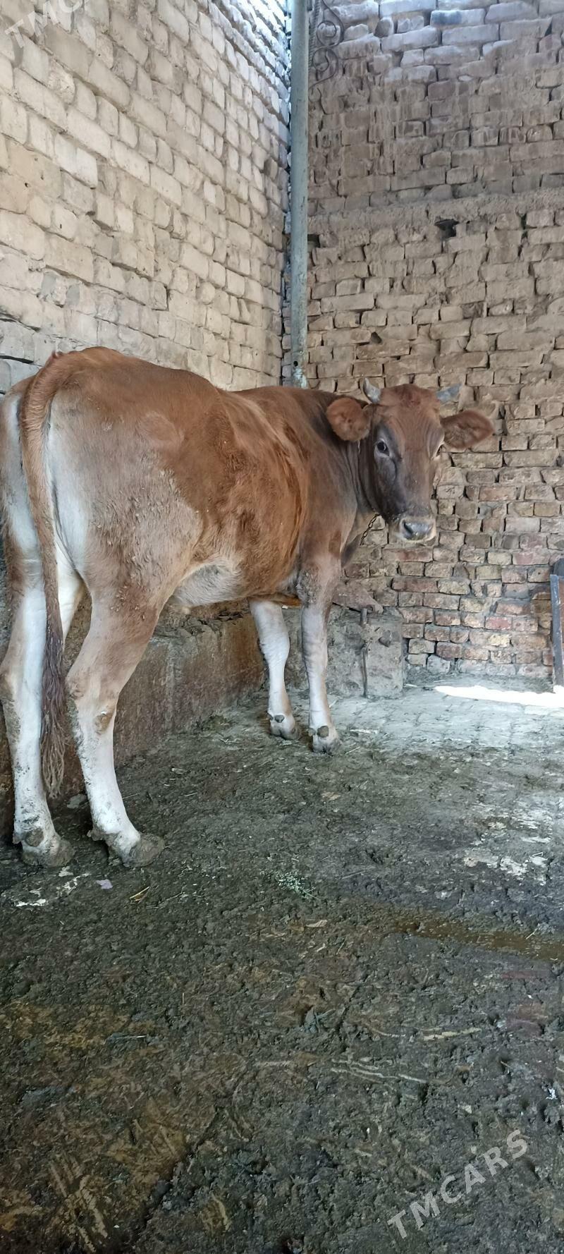 bakylgy tuwe - Hitrowka - img 3