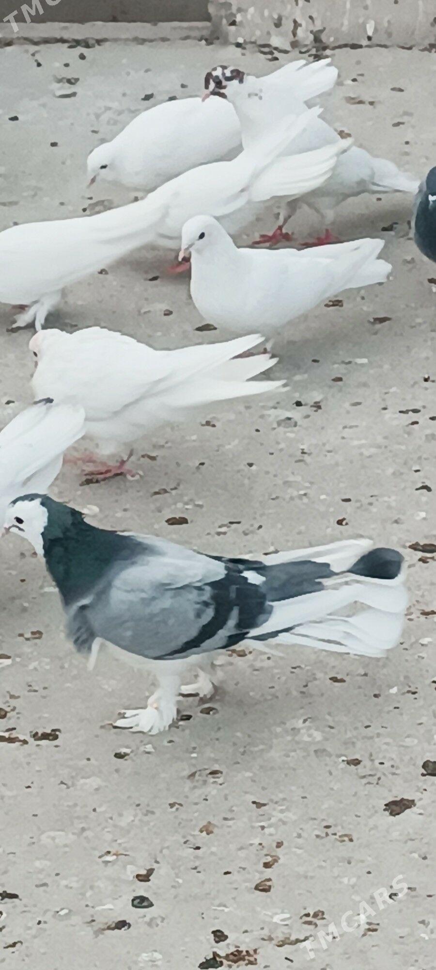 kepderi - Aşgabat - img 5