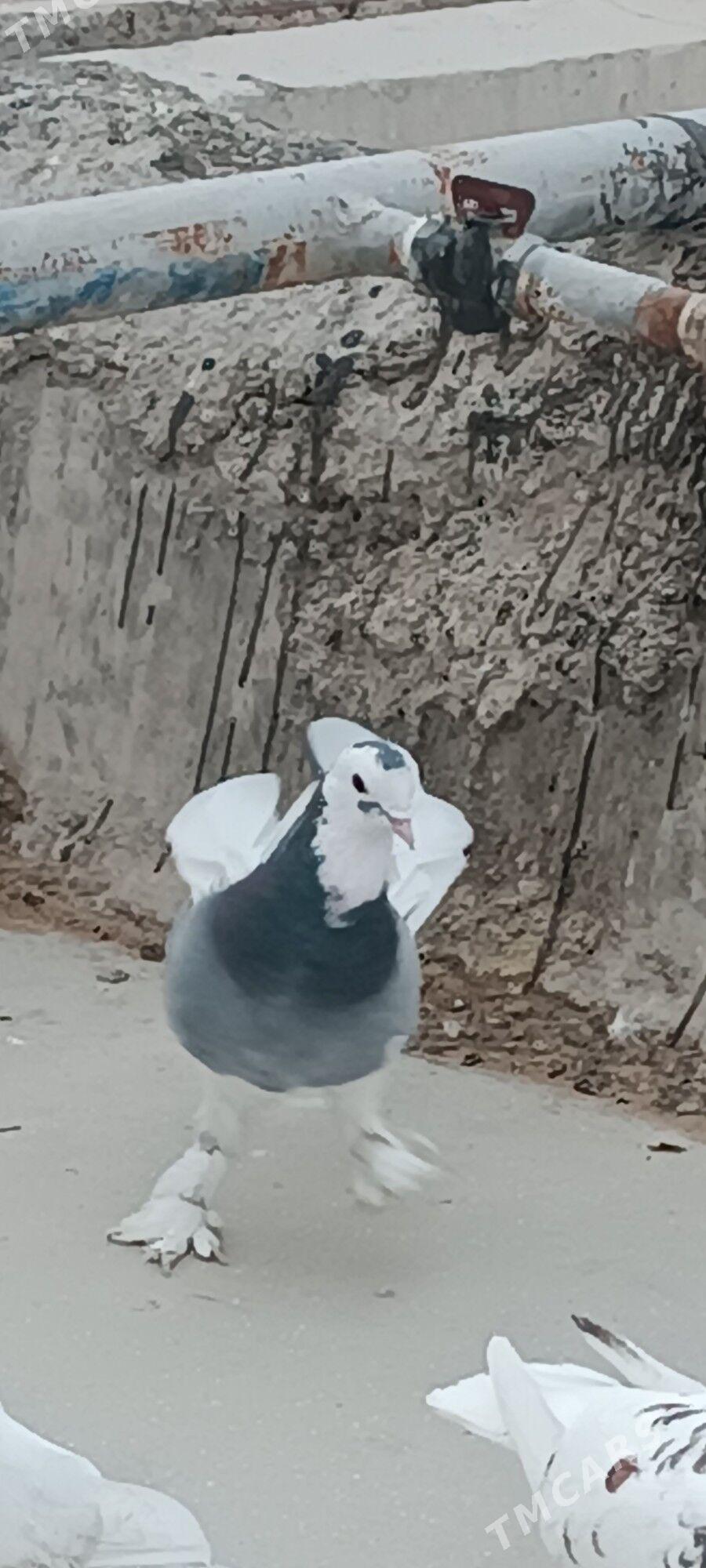 kepderi - Aşgabat - img 3