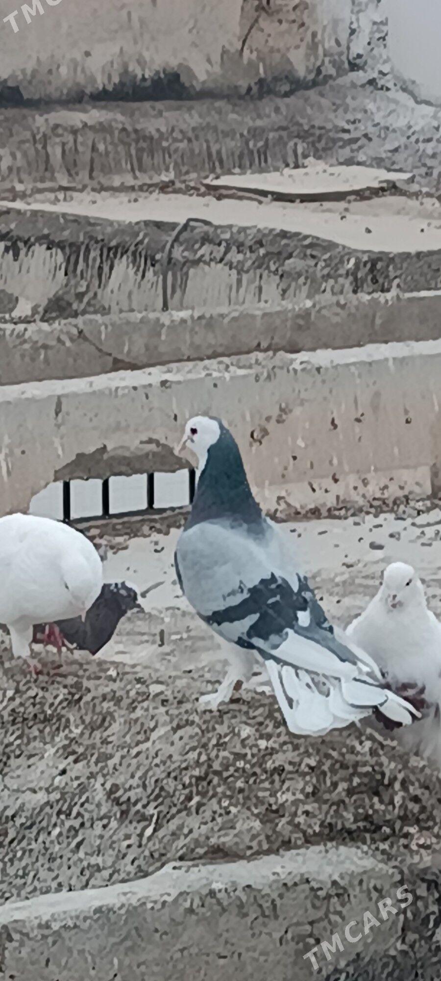 kepderi - Aşgabat - img 10