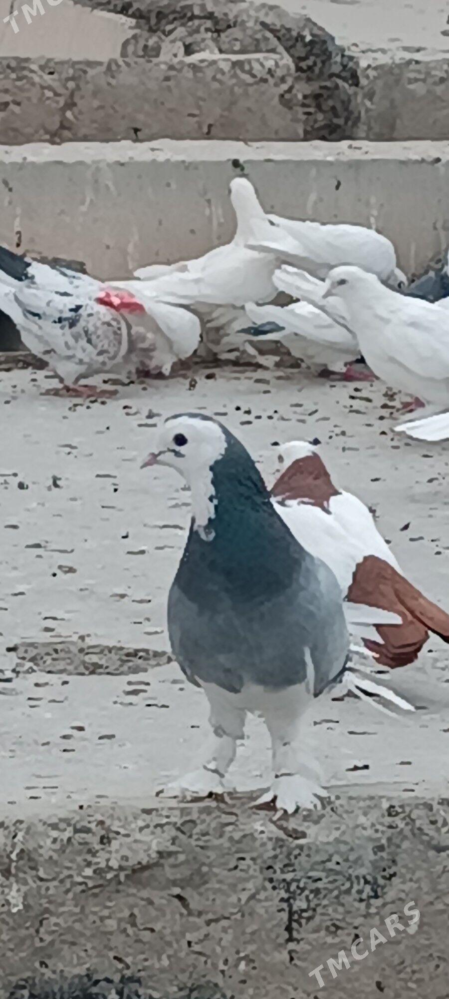 kepderi - Aşgabat - img 2