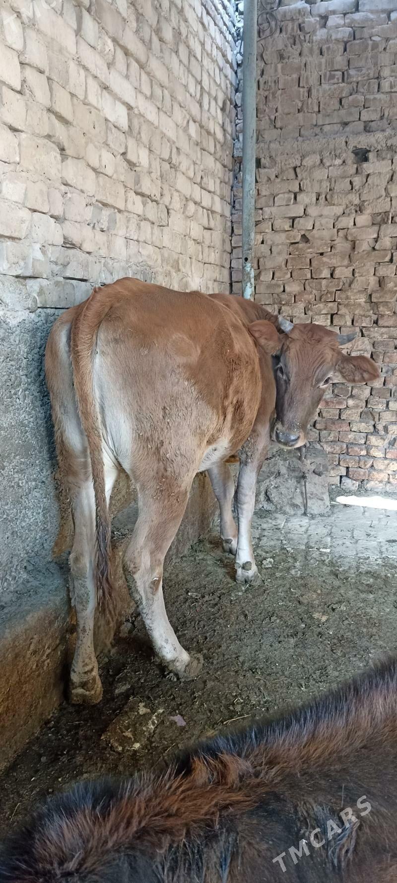 bakylgy tuwe - Hitrowka - img 4