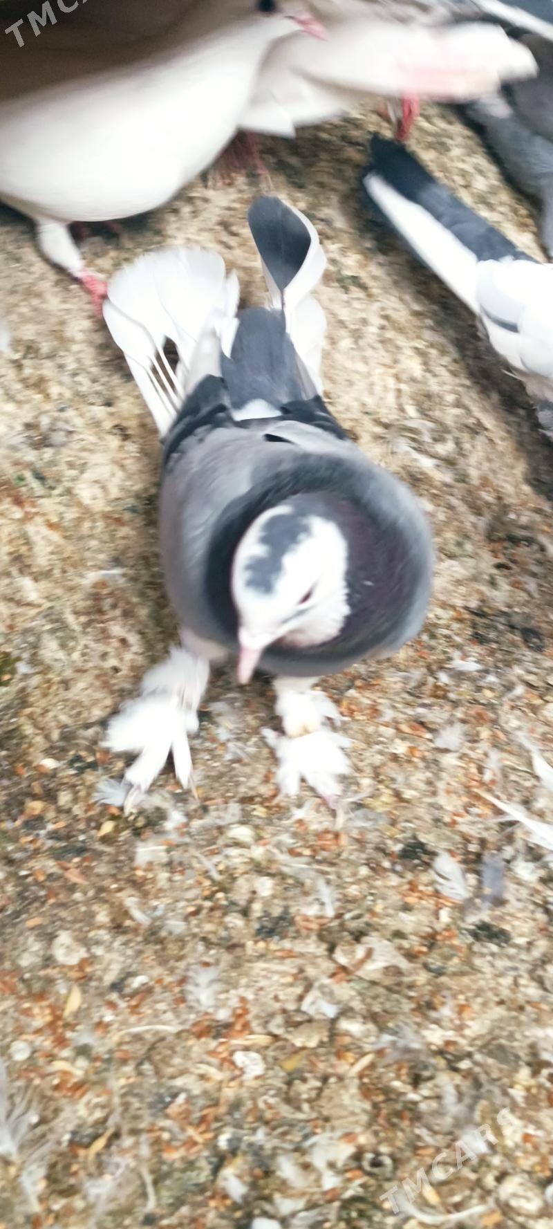 kepderi - Aşgabat - img 6