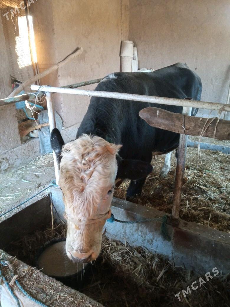 golshtein okuz - Фарап - img 2