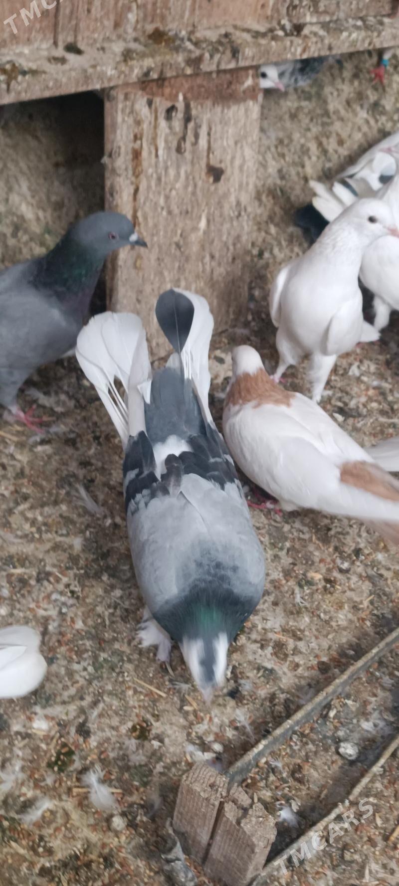 kepderi - Aşgabat - img 7