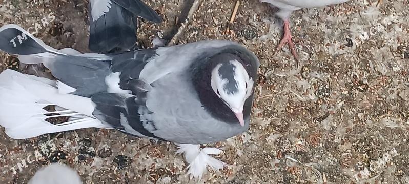 kepderi - Aşgabat - img 8