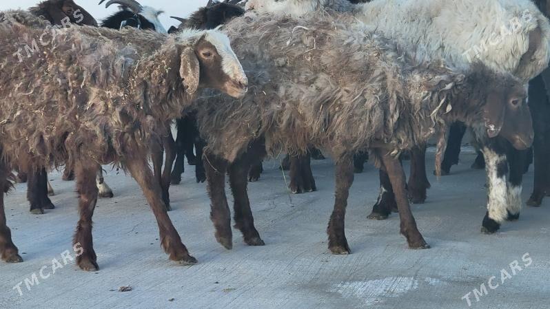 tokly goyun - Ак-Бугдайский этрап - img 2