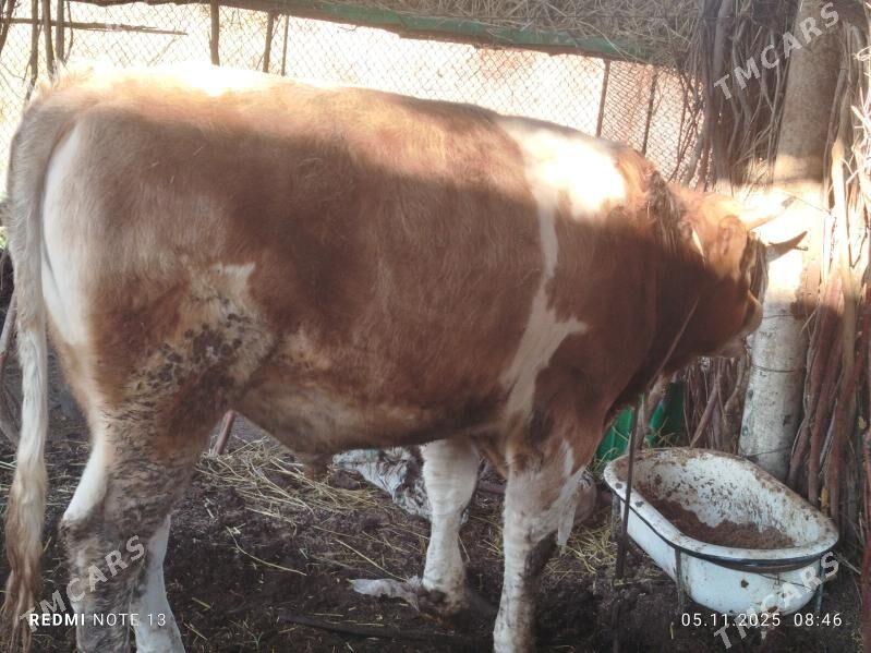 okuz - Çärjew - img 1