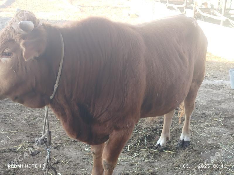 okuz - Çärjew - img 2