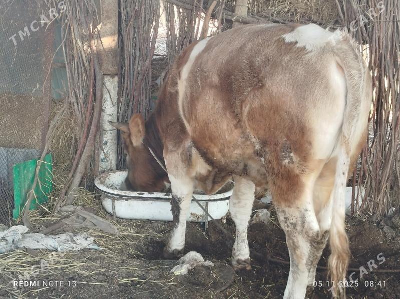 okuz - Çärjew - img 4