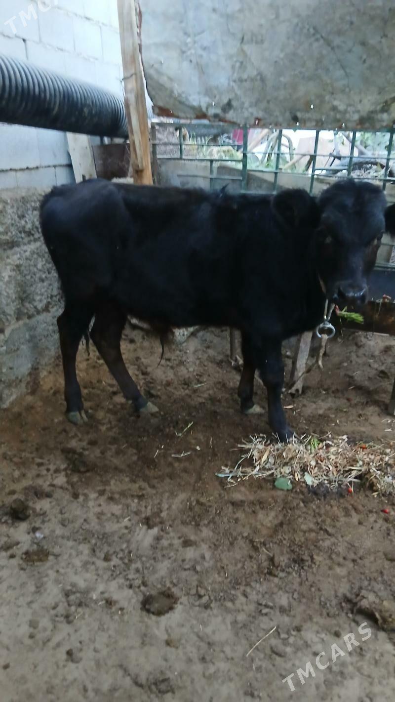 Okuzce Gole - Çoganly - img 2