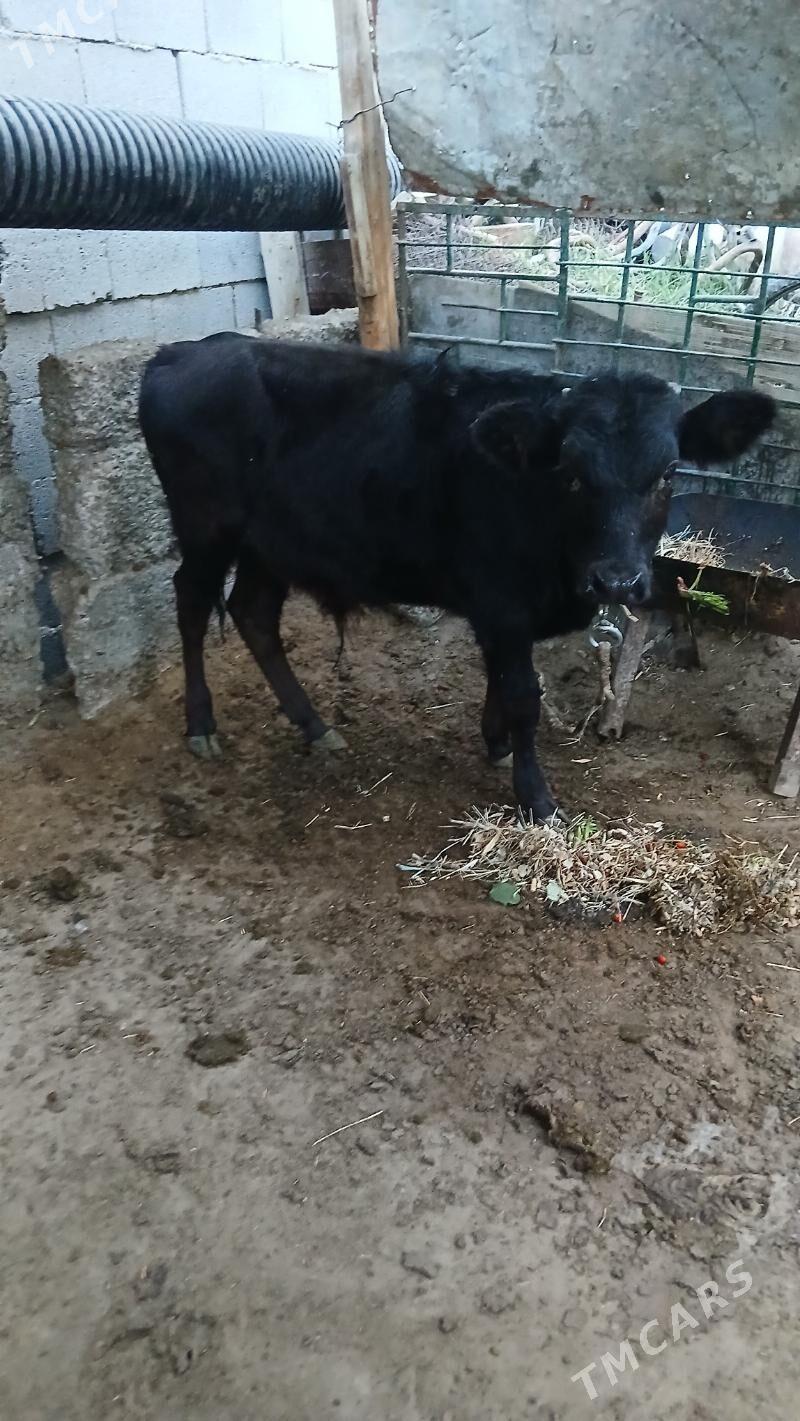 Okuzce Gole - Çoganly - img 3