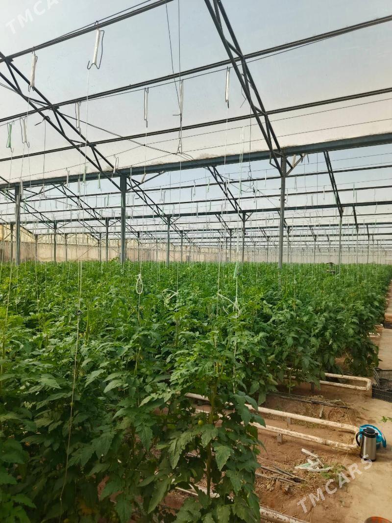 İSGAR OGLAN GYZ GELİN GEREK - Gökje - img 2