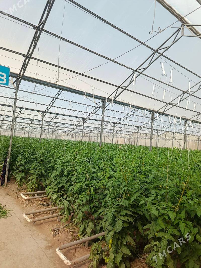 İSGAR OGLAN GYZ GELİN GEREK - Gökje - img 1