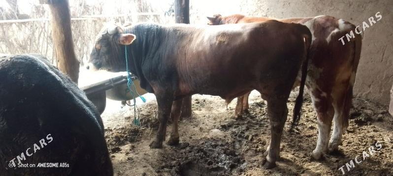 òkùz - Гызыларбат - img 3