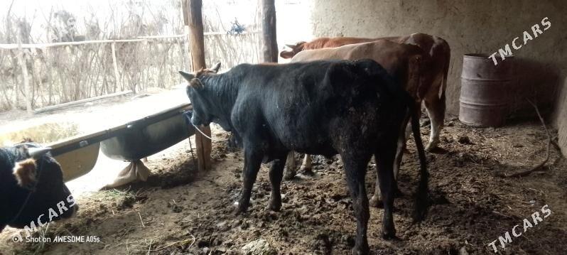 òkùz - Гызыларбат - img 2