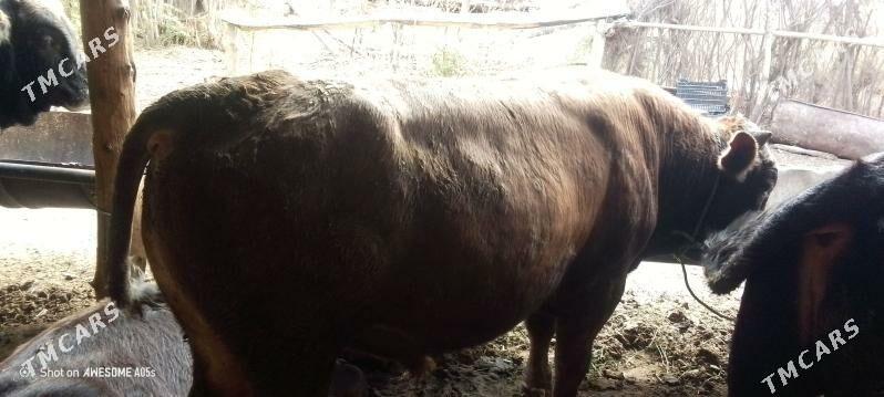 òkùz - Гызыларбат - img 1