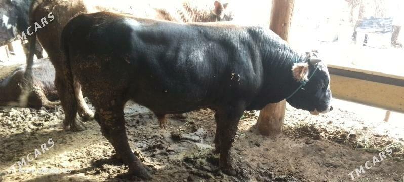 òkùz - Гызыларбат - img 4