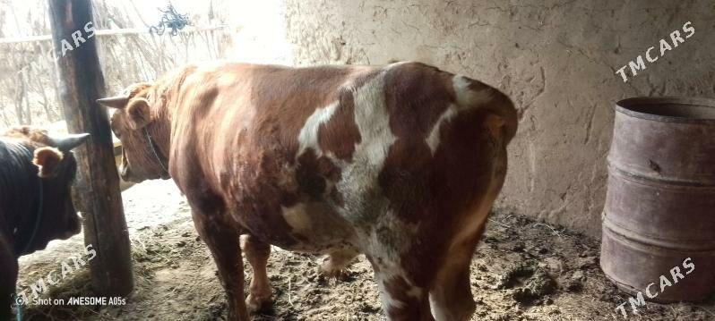 òkùz - Гызыларбат - img 5