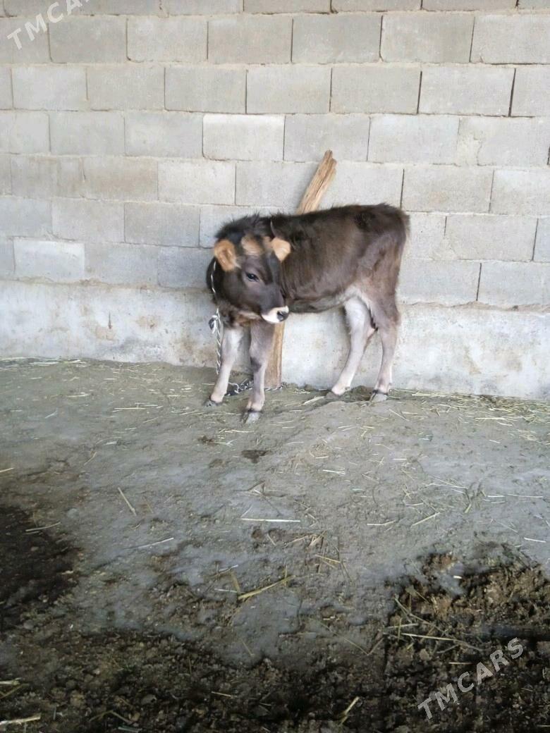 tuwe - Гёкдепе - img 2