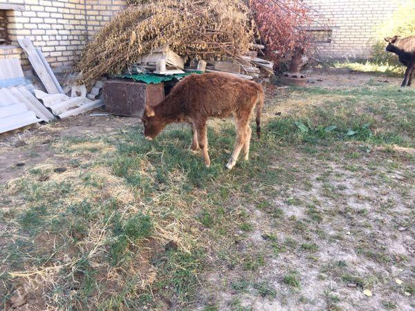 Gulajyn gole - Sakarçäge - img 1