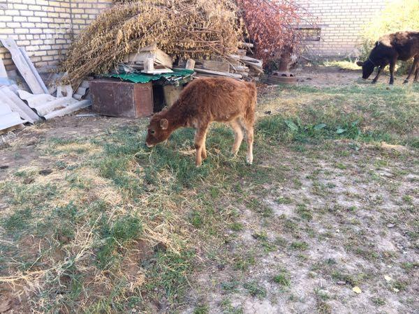 Gulajyn gole - Sakarçäge - img 2