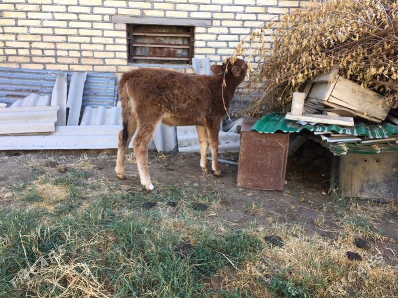 Gulajyn gole - Sakarçäge - img 4