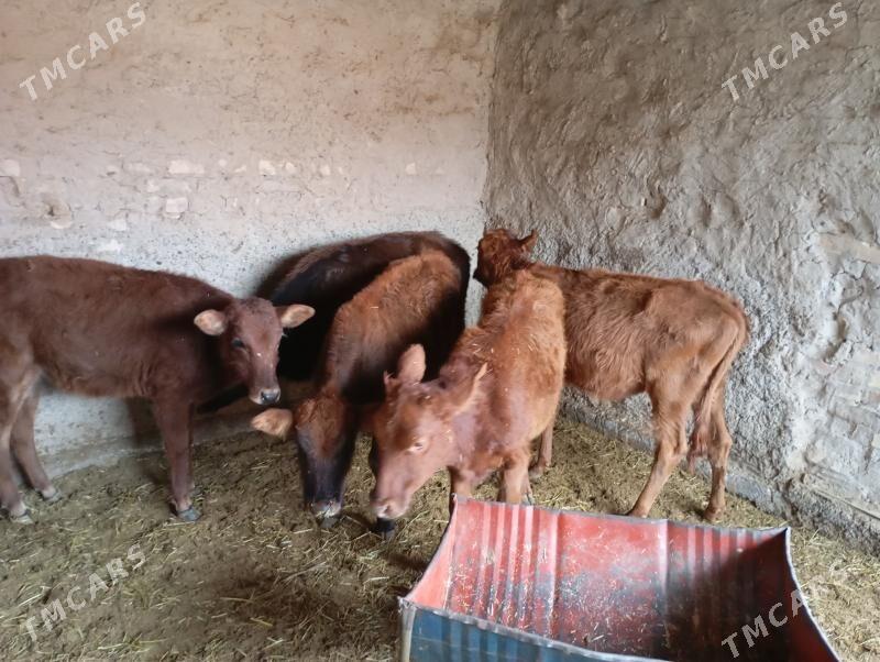 gulajynlar - Мары - img 2