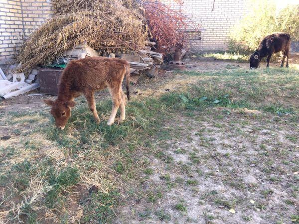 Gulajyn gole - Sakarçäge - img 3