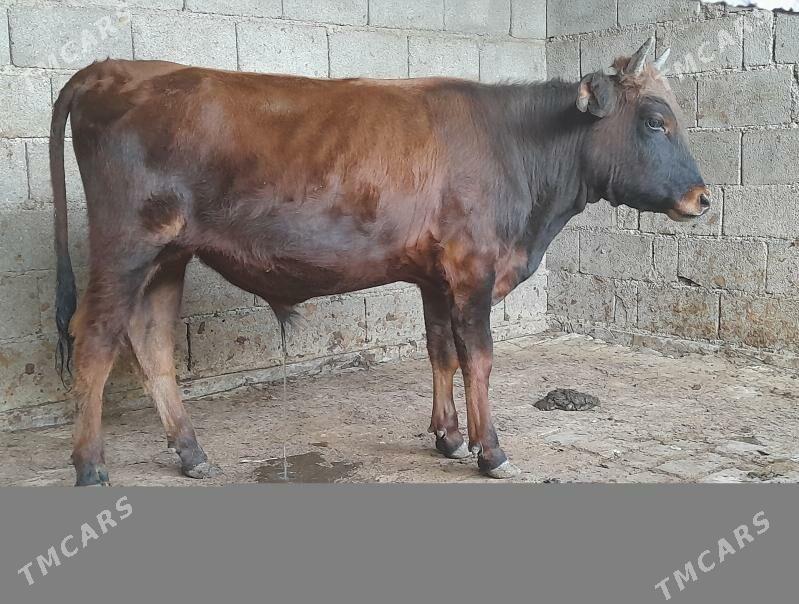 .....ÖKIZ.... - Багир - img 5