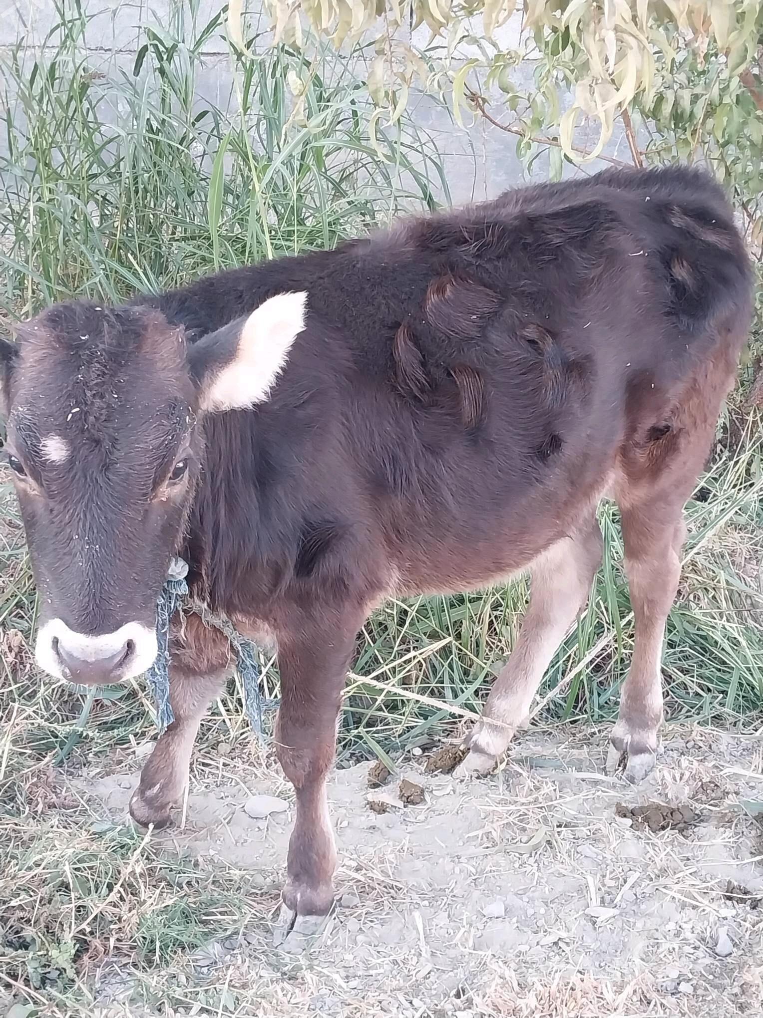 Tuwe 1 yaşan - Гёкдепе - img 2