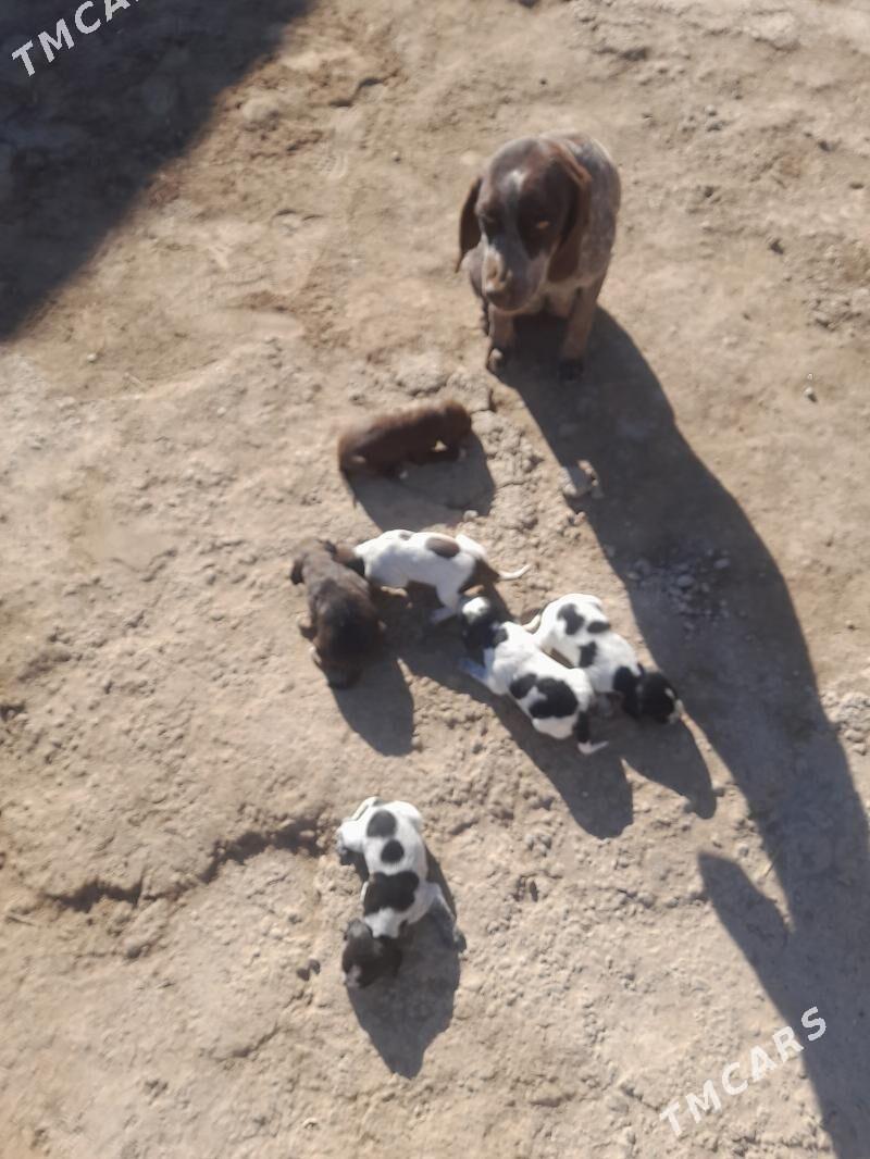 Awcy kucuk caga - Чарджоу - img 3