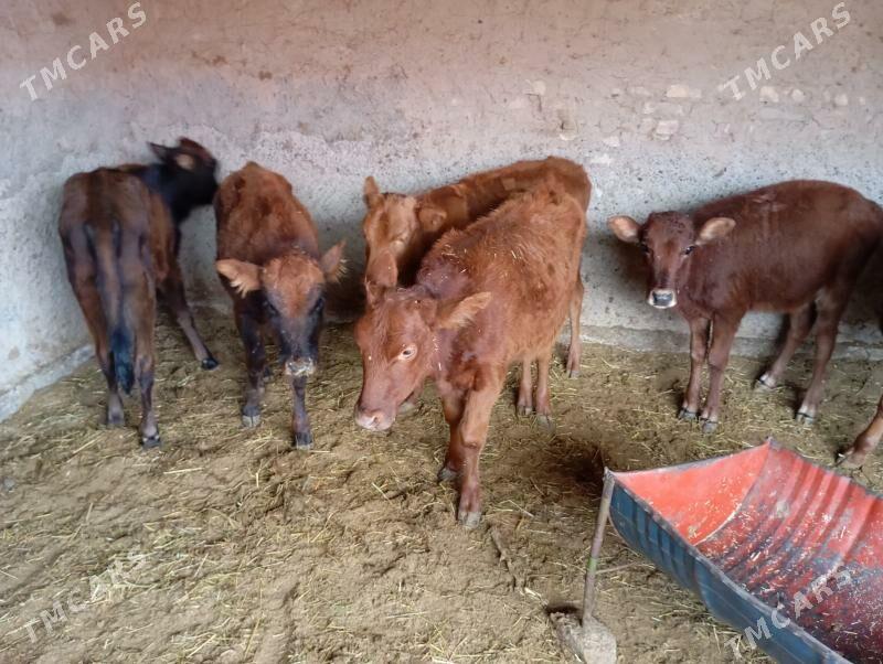 gulajynlar - Мары - img 3