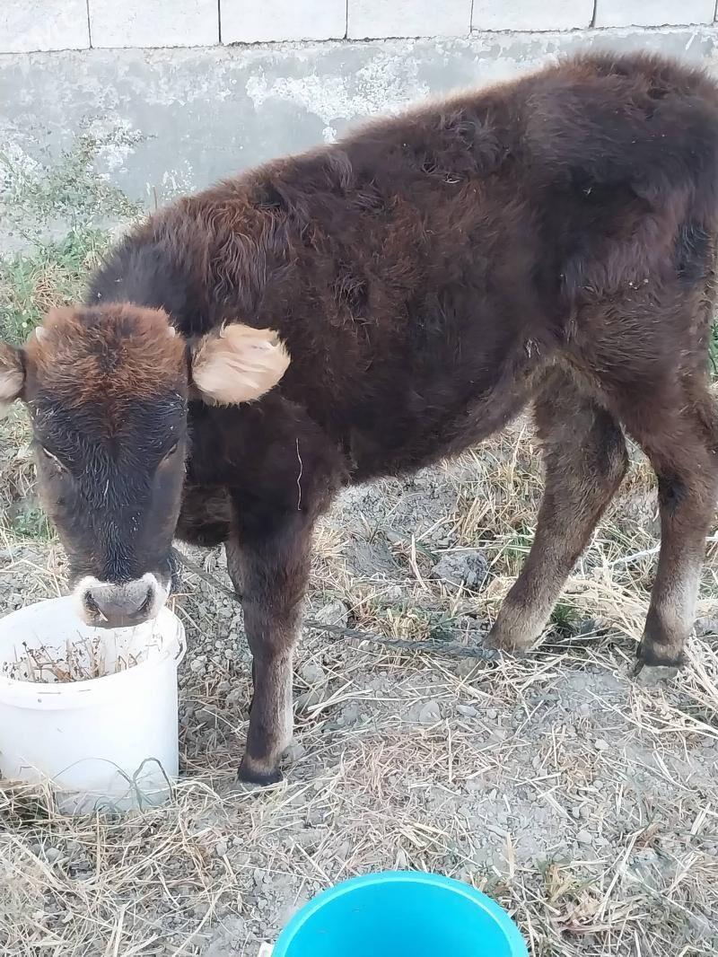 Tuwe 1 yaşan - Гёкдепе - img 2