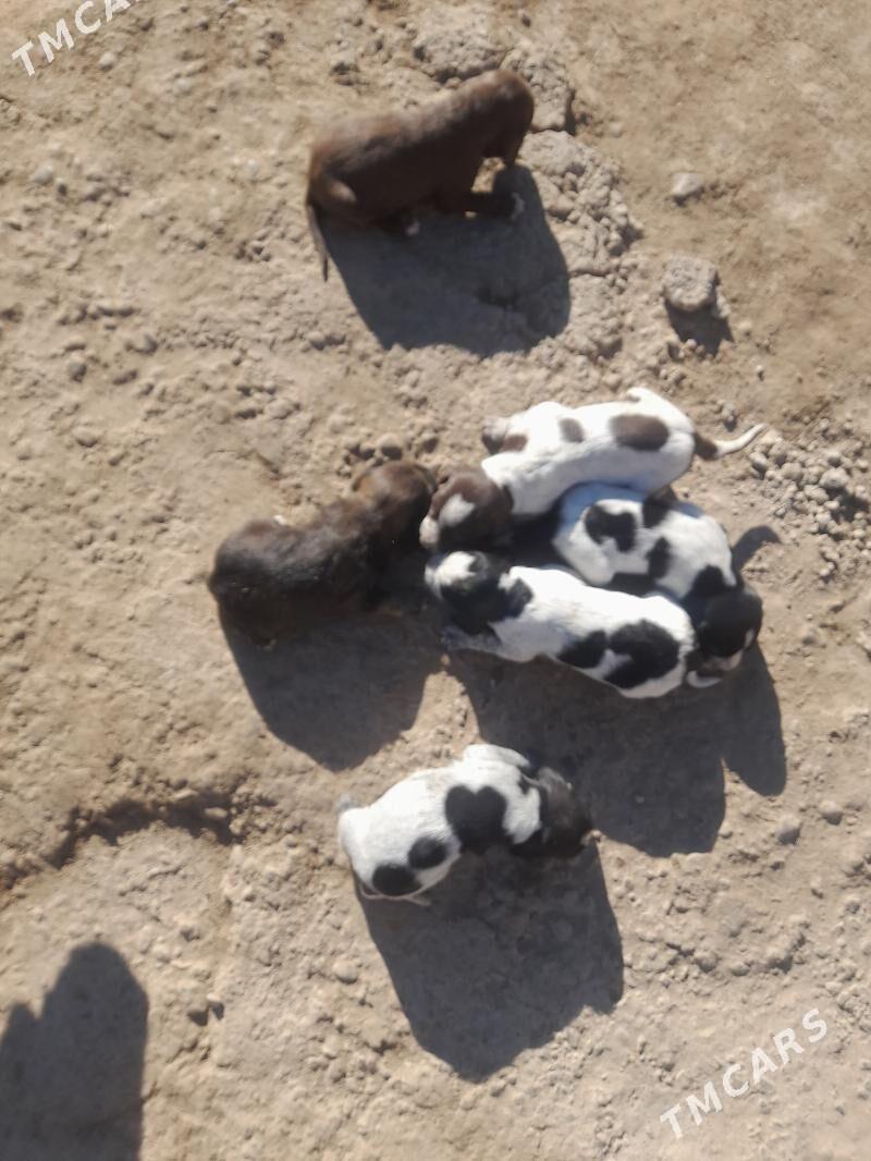 Awcy kucuk caga - Чарджоу - img 2