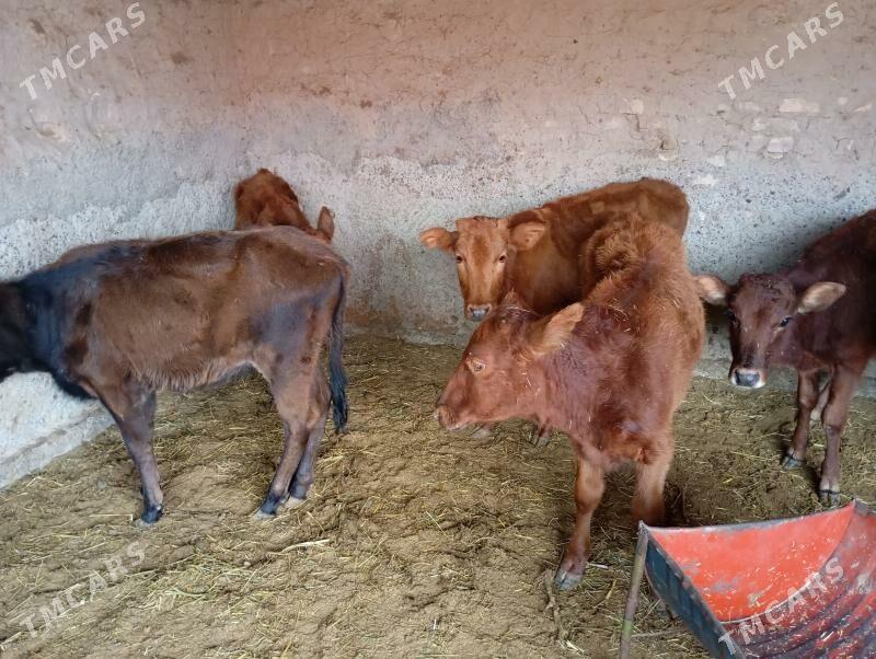 gulajynlar - Мары - img 4