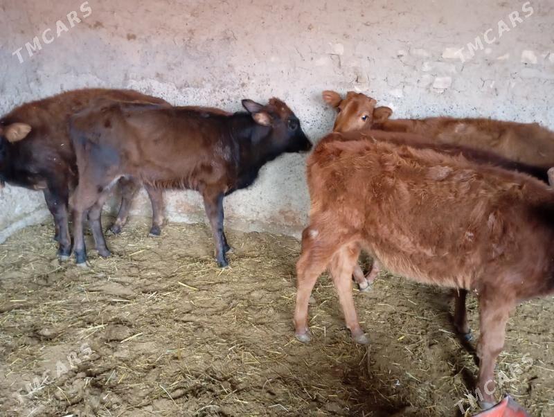 gulajynlar - Мары - img 5