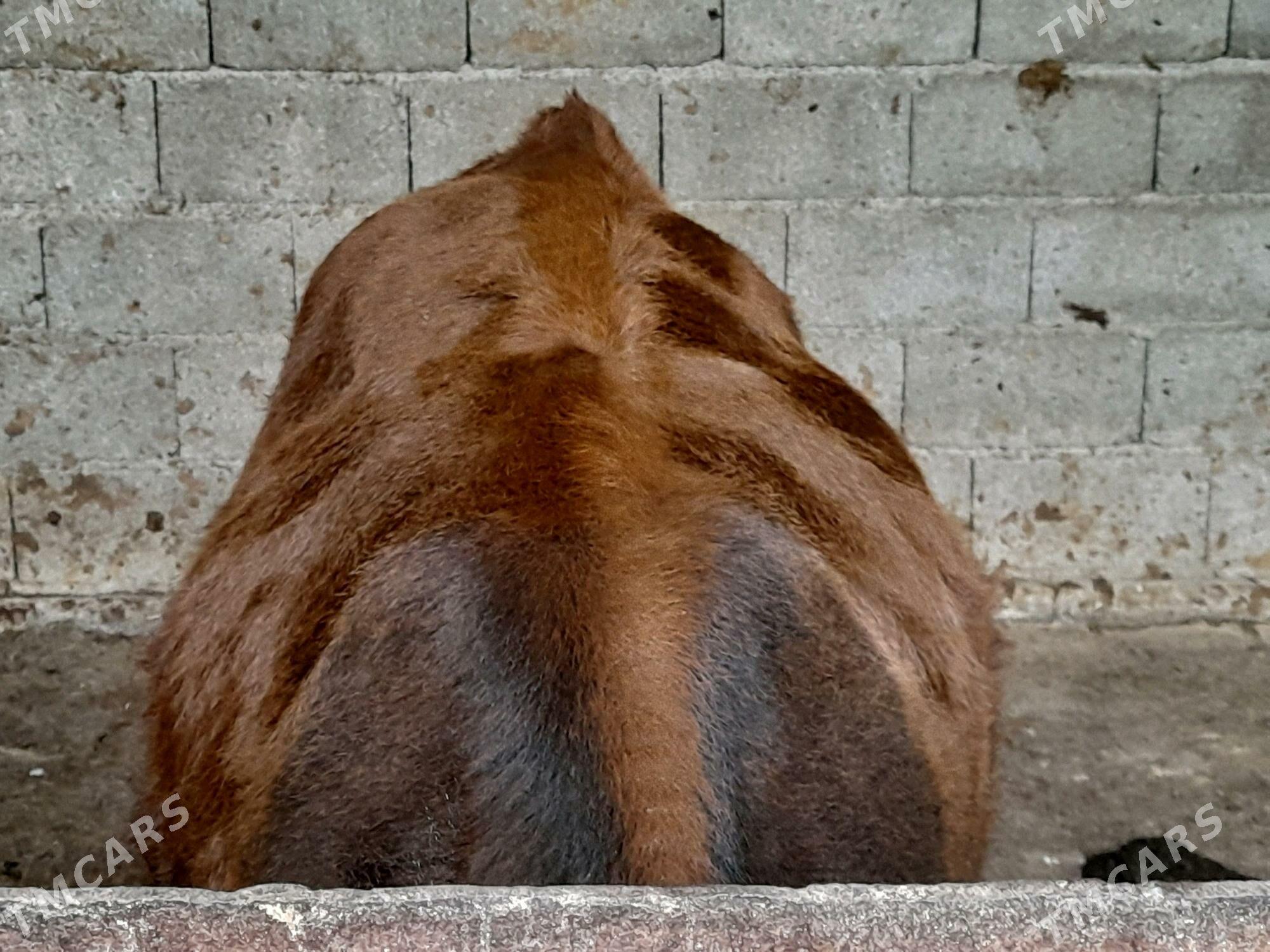 .....ÖKIZ.... - Багир - img 3