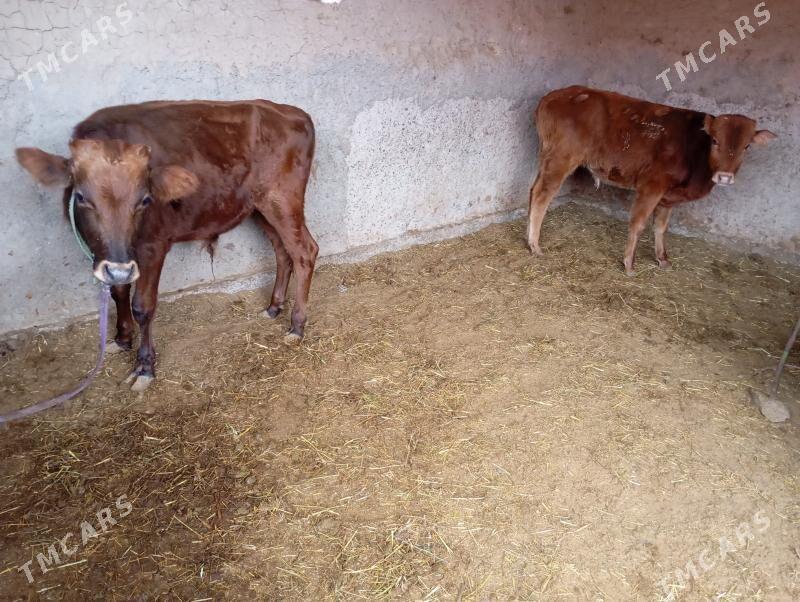 gulajynlar - Мары - img 8