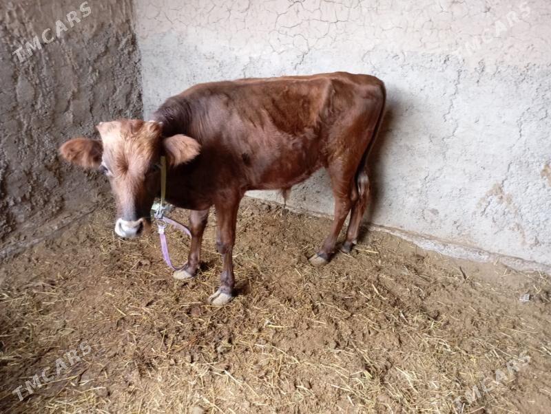 gulajynlar - Мары - img 7