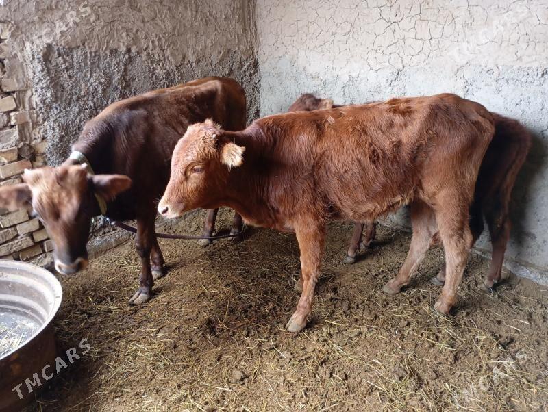 gulajynlar - Мары - img 6