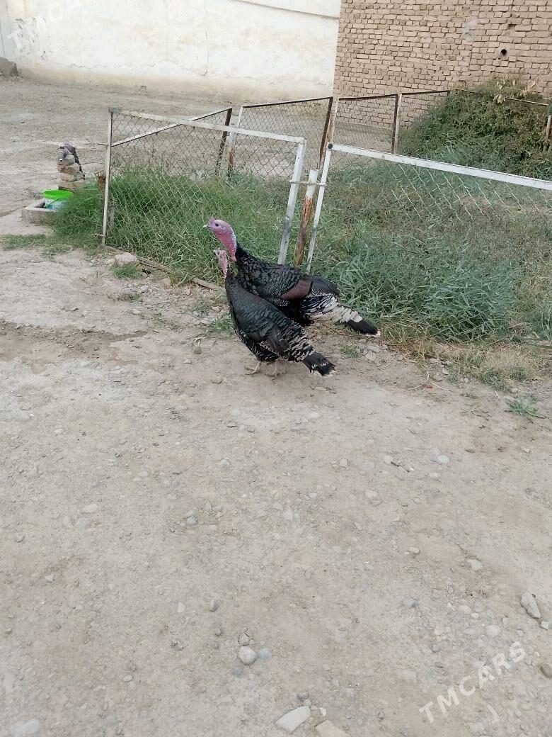 İNDUK HORAZ ENE MAKİ - Tejen - img 3