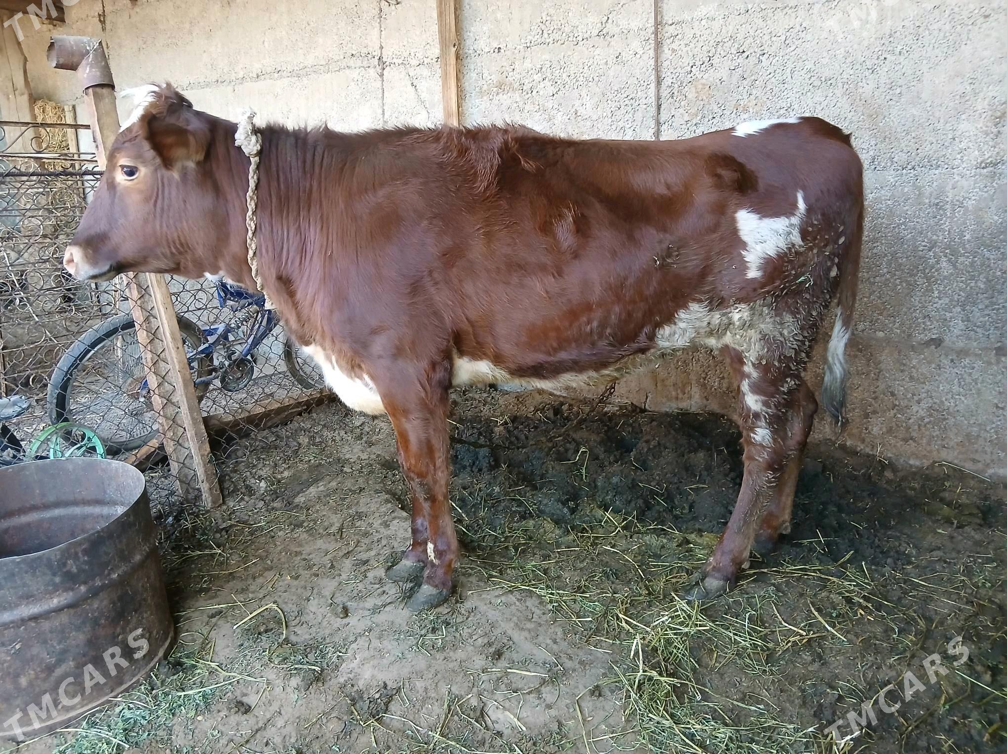 Tuwe - Бузмеин - img 1