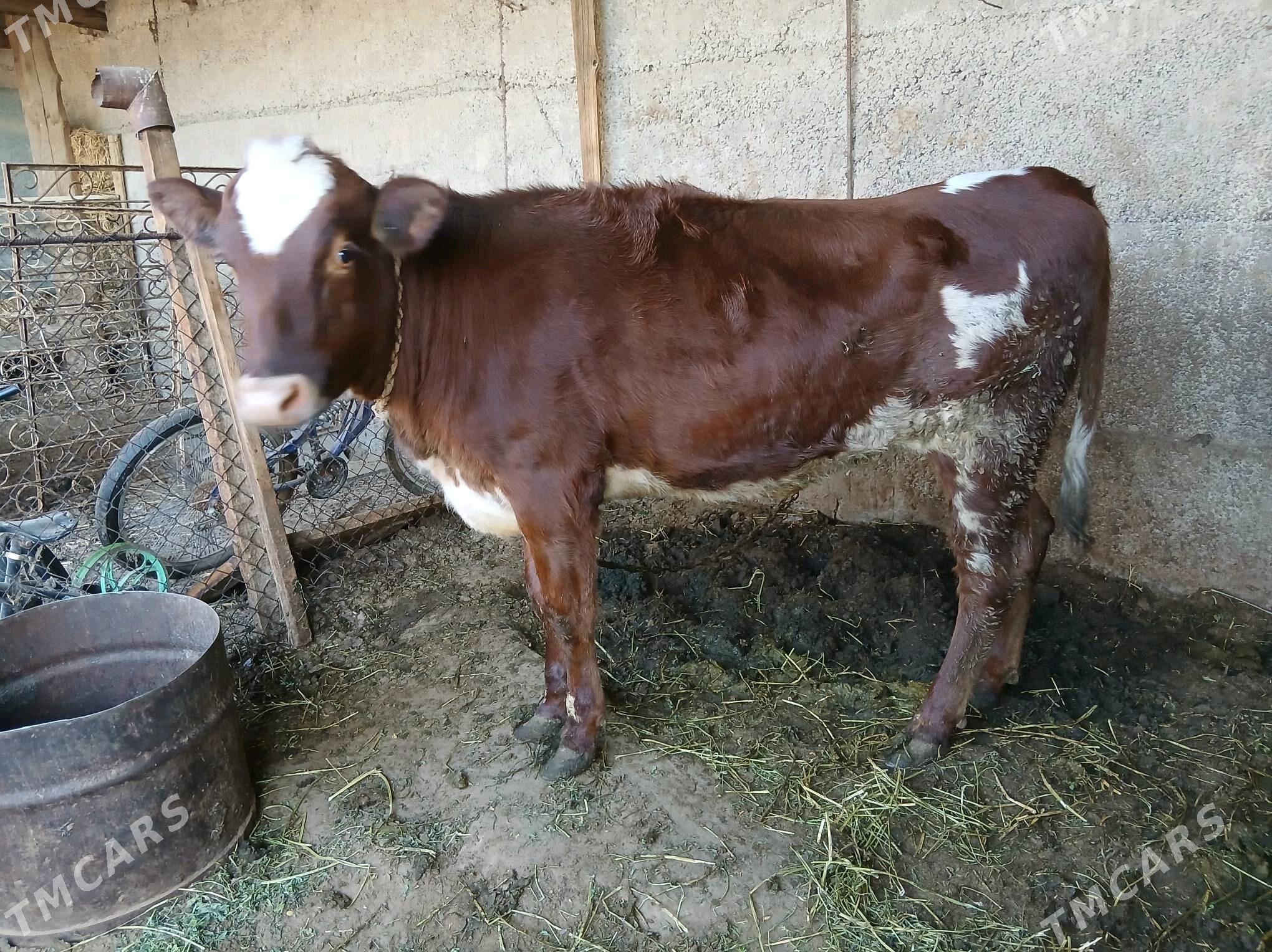 Tuwe - Бузмеин - img 2