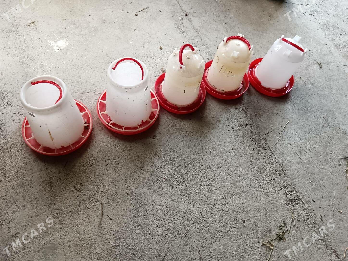 Towuk juyje suw iym berilyan - Багир - img 4